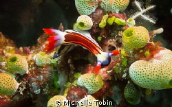 Nudi by Michelle Tobin 